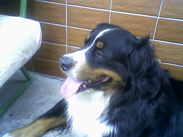 Tety pes Ben